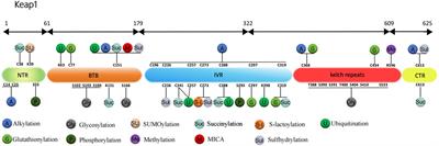 Post-translational modifications of Keap1: the state of the art